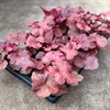 HEUCHERA 12 CM FIRE ALARM